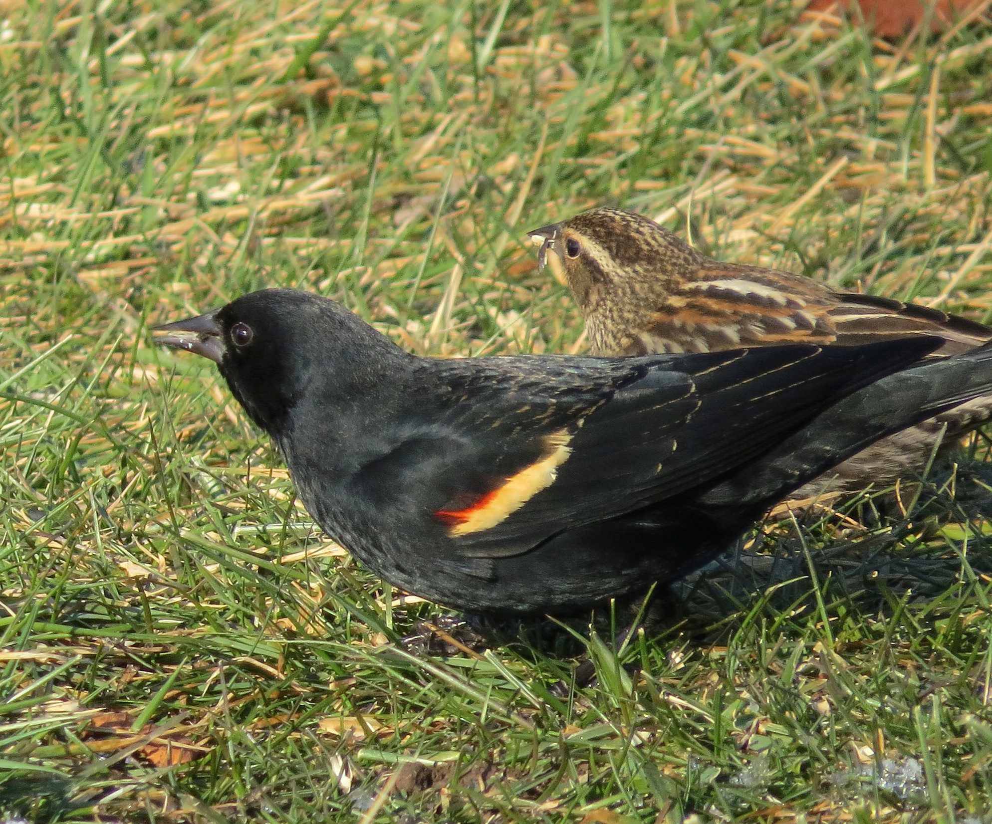 The male Red-winged Blackbird is glossy-black with a red and yellow patch on the wing called an epaulet. The female is streaky brown, and can be mistaken for a sparrow. Note her long, pointed bill, which a sparrow would not have. 