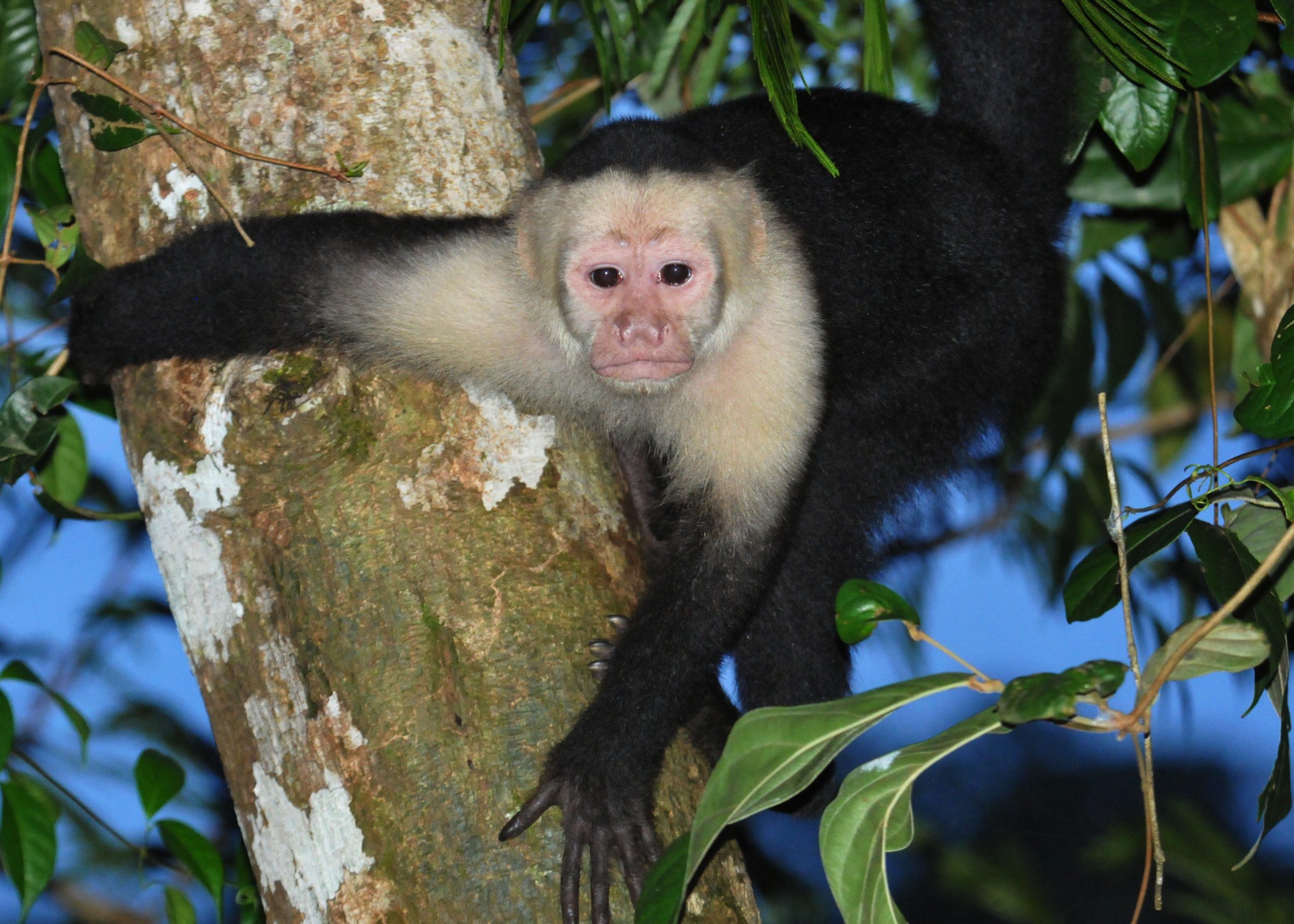 Whitefaced Capuchin Costa Rica by Derek Stoner