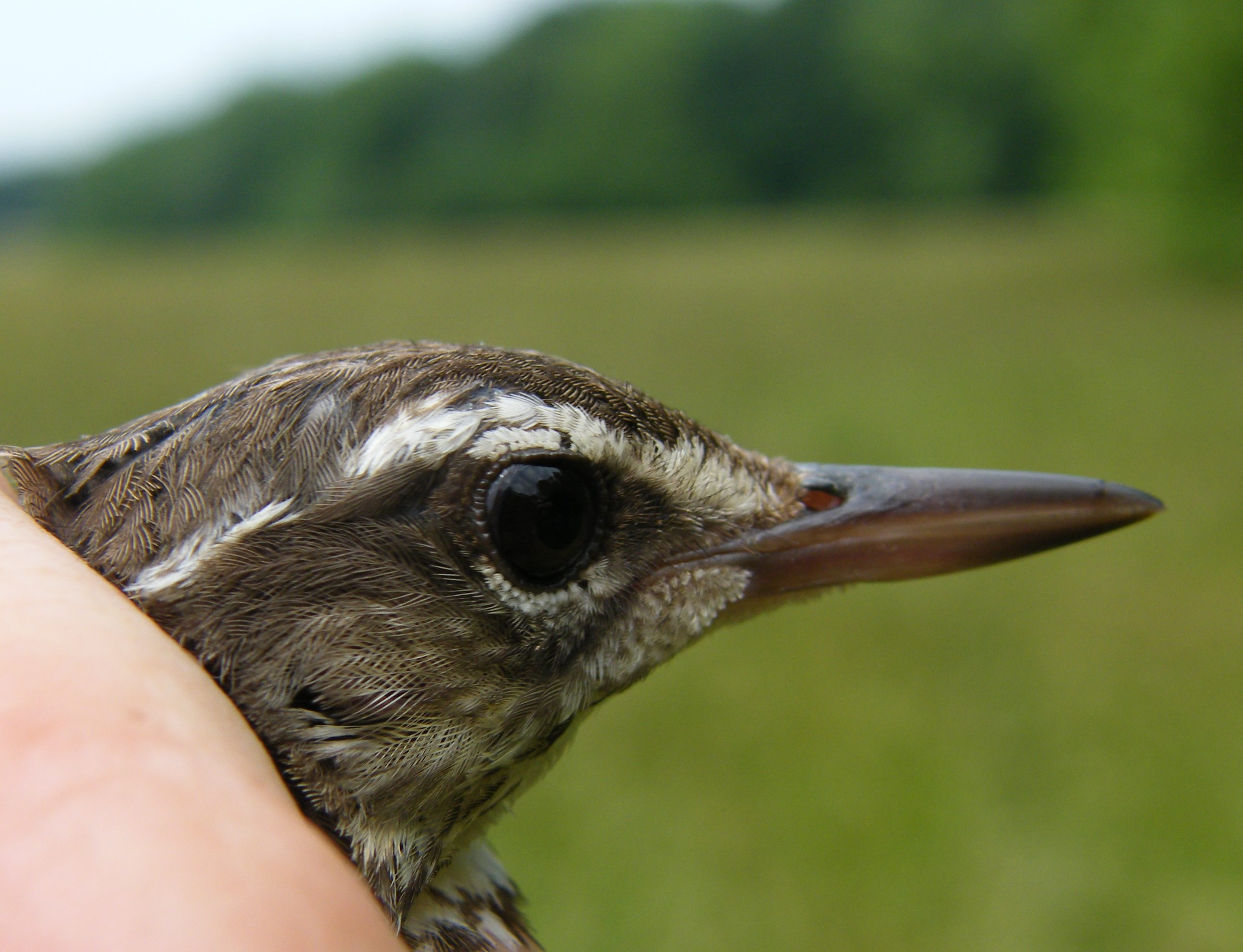 Louisiana Waterthrush