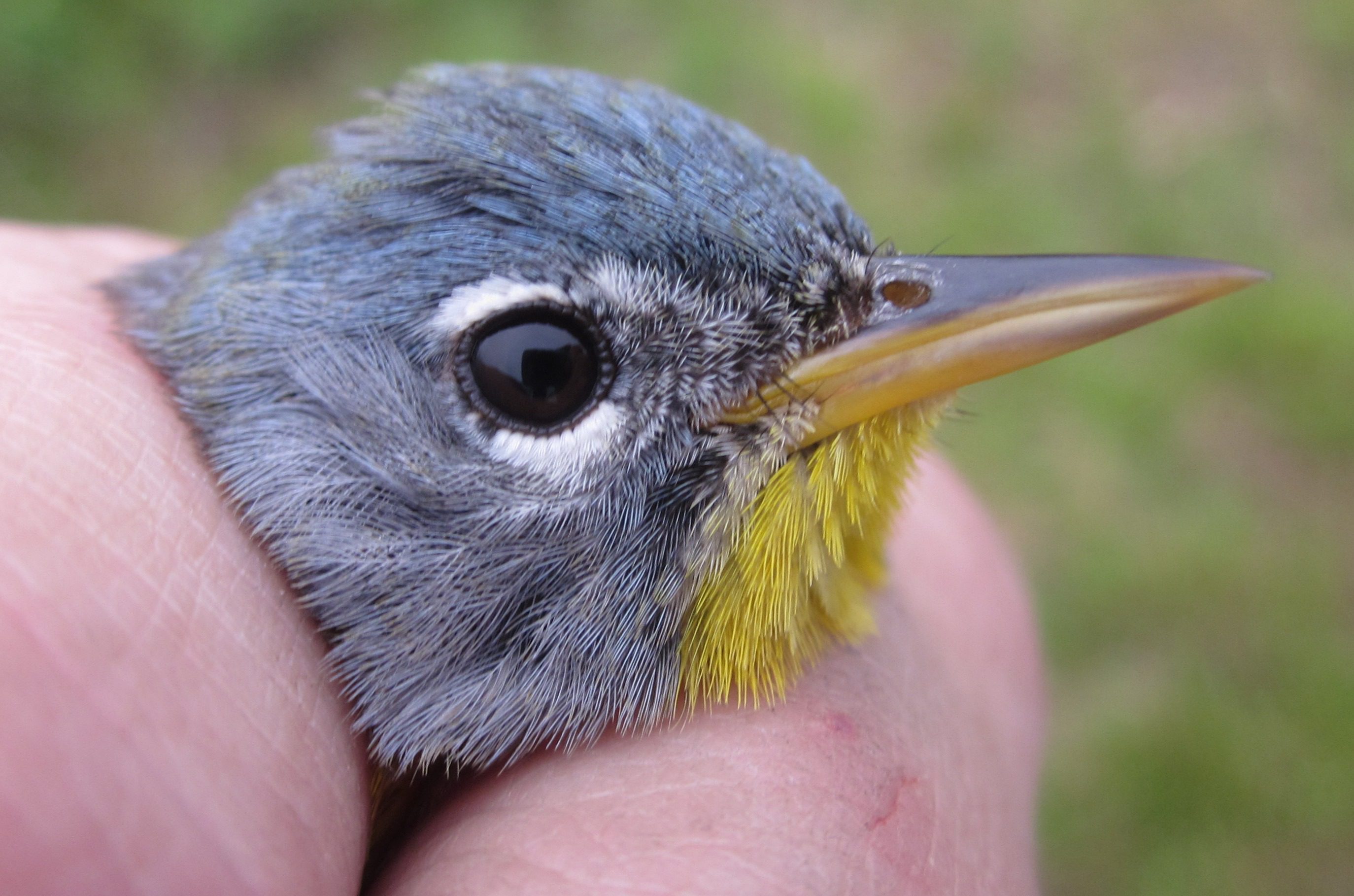 A Closer Look at Warbler Beaks - Delaware Nature Society