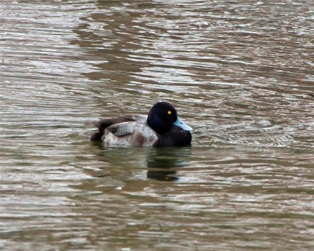 Scaup