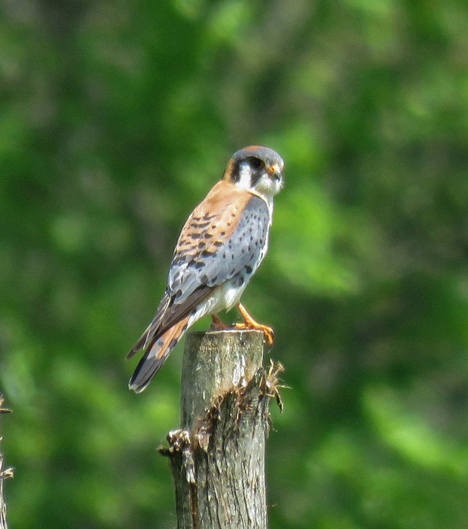 American Kestrel