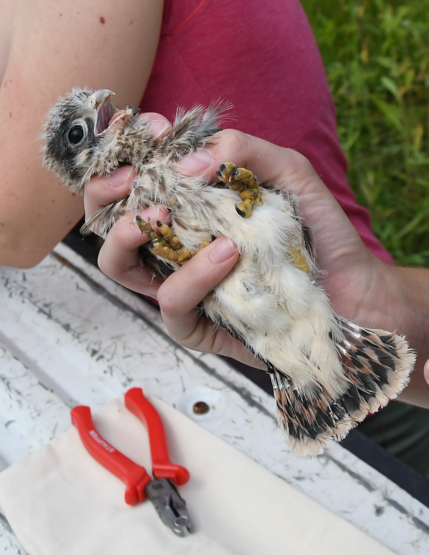 Bird banding to track birds for research