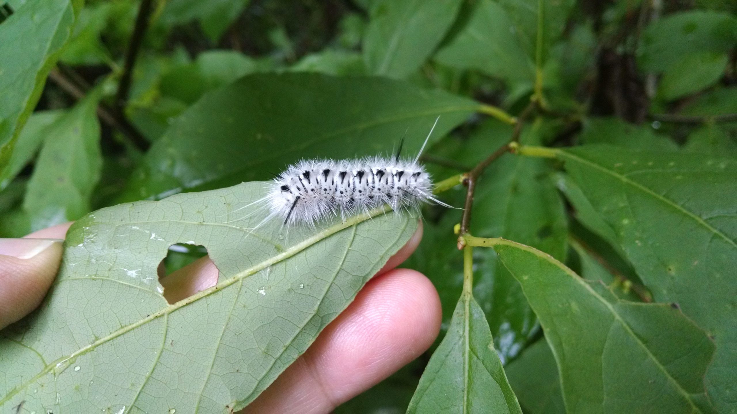 Caterpillar