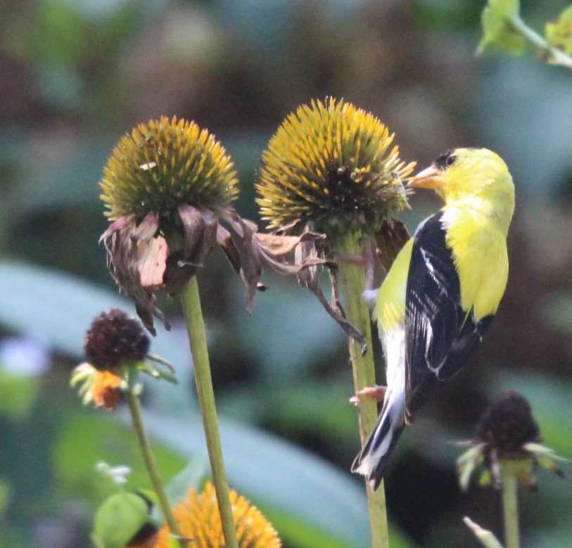 Goldfinch Bird on Echinacea