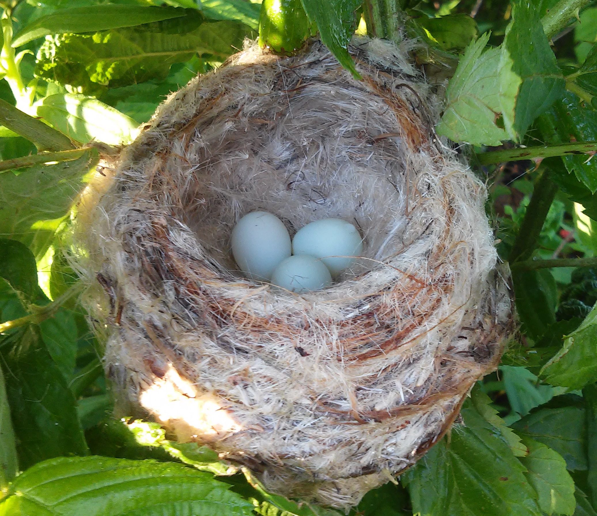 Goldy nest