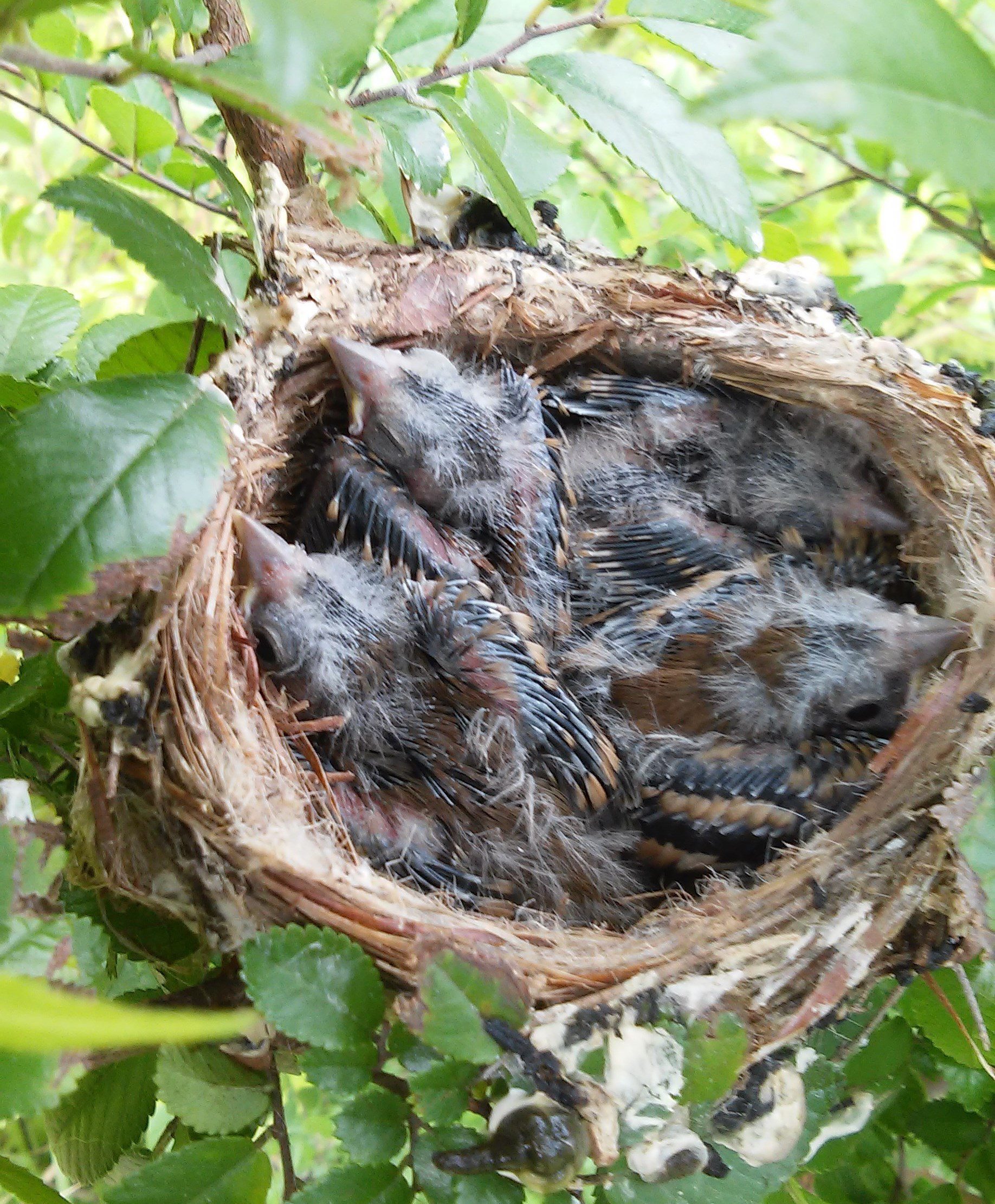 Goldy nestlings