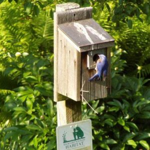 We protect native habitats and wildlife like this Bluebird in one of our bird houses with our Certified Wildlife Habitat sign
