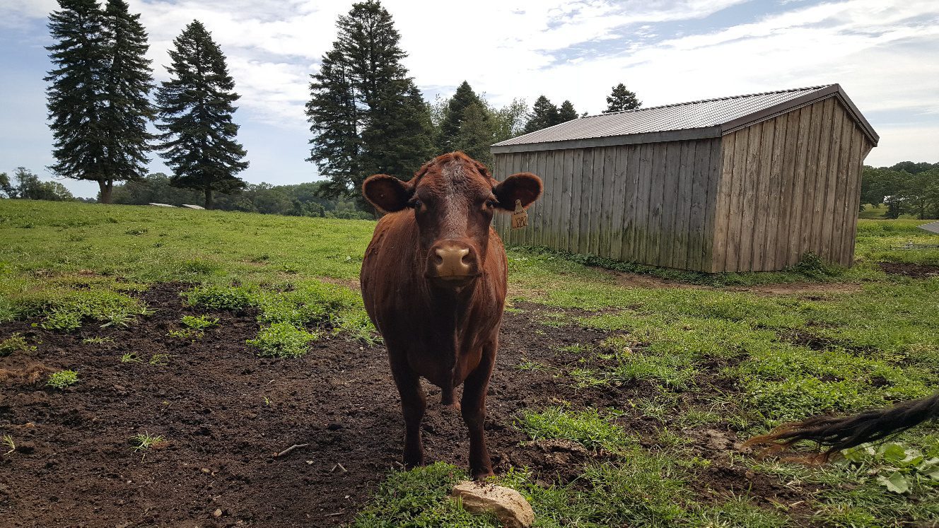 Cow at Coverdale Farm Preserve