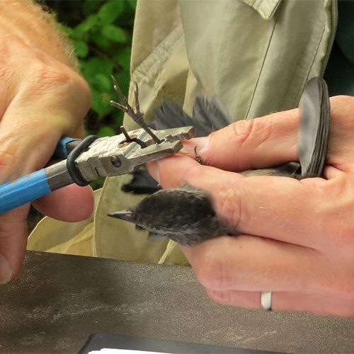 Bird Banding project