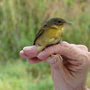 We protect native habitats and wildlife through our Bird Banding program