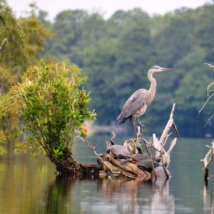 Blue heron & turtles on log in water depend on clean, healthy water