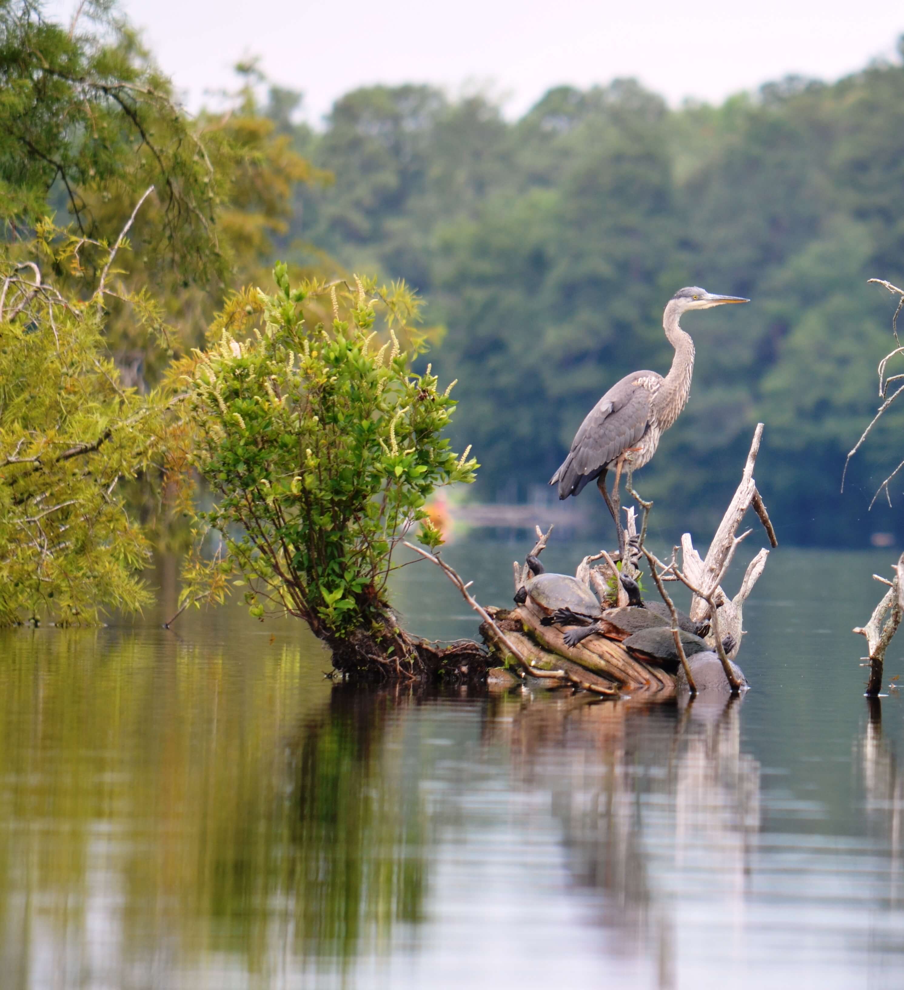 Blue heron & turtles on log in water