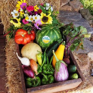 The regenerative agricultural methods of Coverdale Farm Preserve's CSA promote healthy working and natural lands