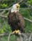 Bald Eagle at Ashland Hawk Watch Hill
