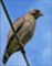 Broad-winged Hawk at Ashland Hawk Watch Hill