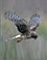 Northern Harrier at Ashland Hawk Watch Hill