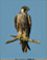 Peregrine Falcon at Ashland Hawk Watch Hill