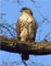 Red-tailed Hawk at Ashland Hawk Watch Hill