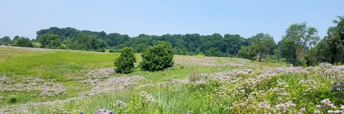 Burrows Run Coverdale meadows July beebalm flowers by Christi Leeson