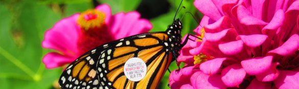 Monarch pink flowers