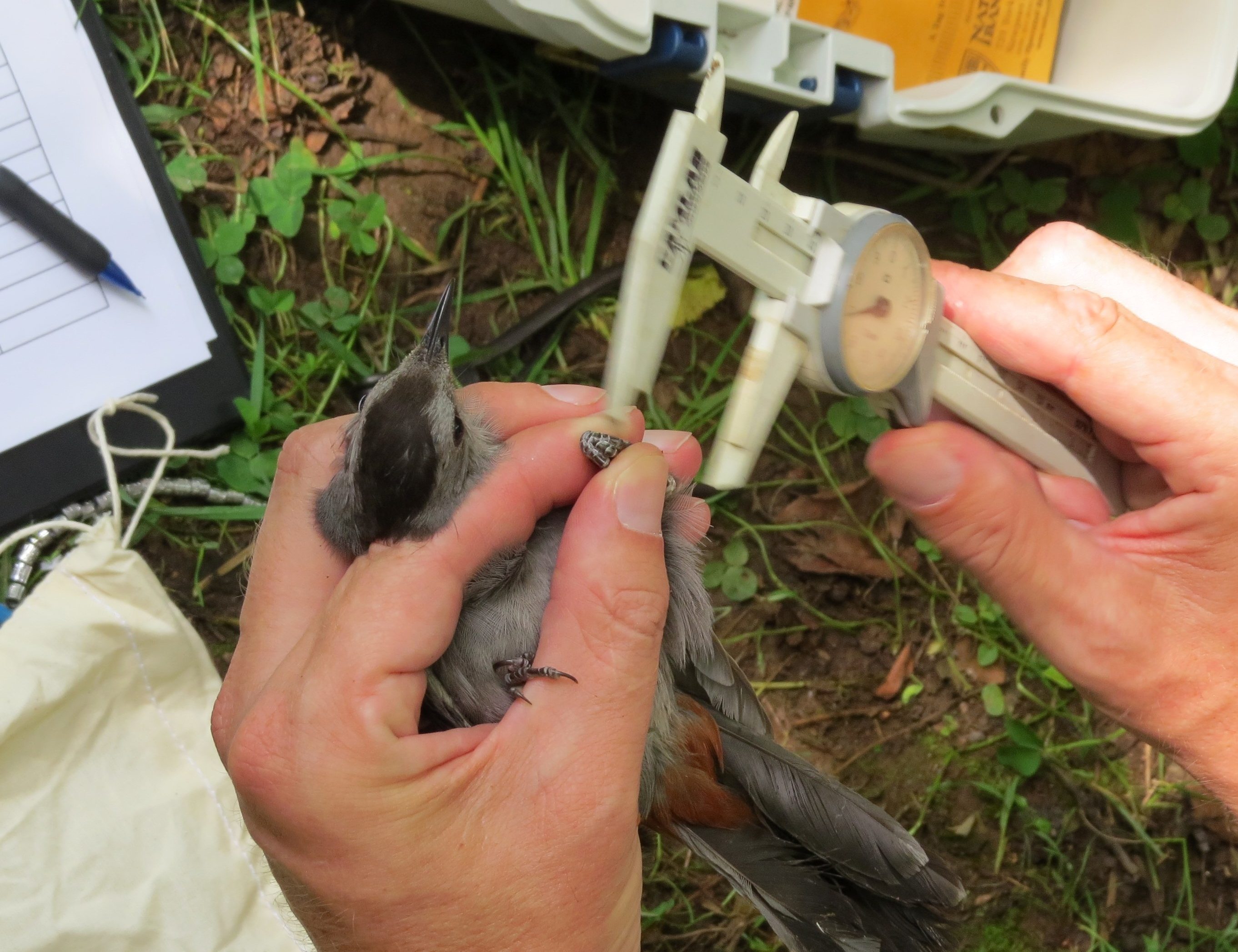 Banding a Catbird at Ashland by Joe Sebastiani