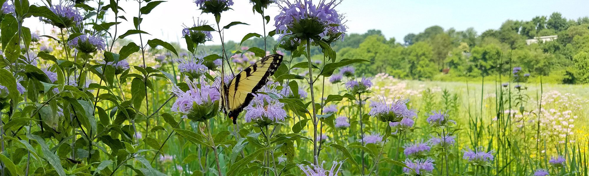 Tiger Swallowtail butterfly on beebalm flowers at Burrows Run meadows in Coverdale benefits from our wildlife habitat restoration. Photo by Christi Leeson