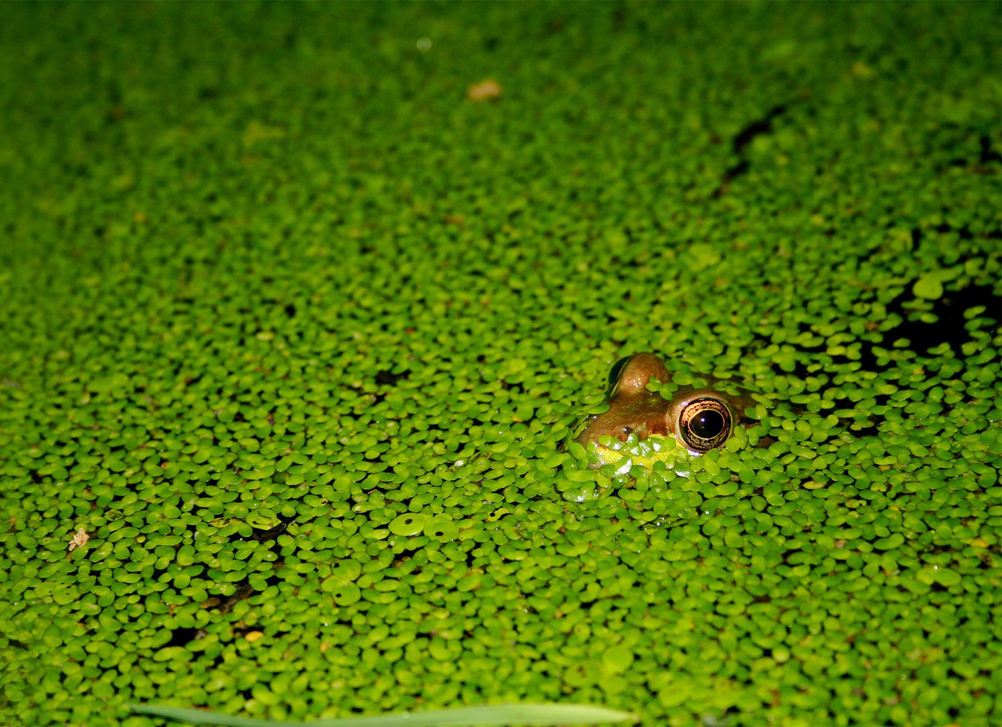 We're managing Land for biodiversity to support unique animals like this frog. Photo by Mike Fox