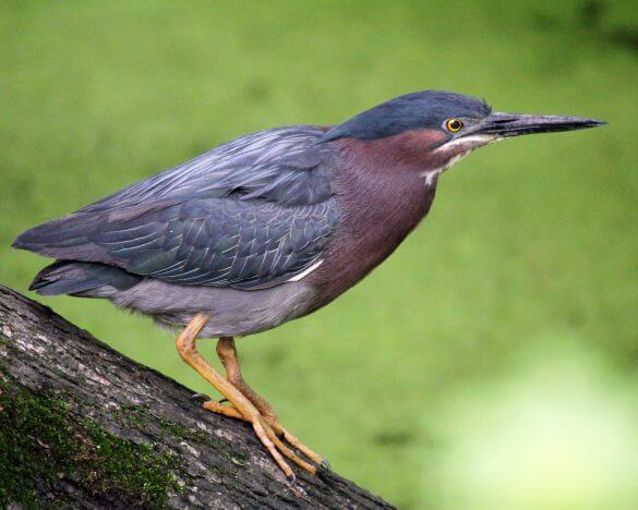 We're managing Land for biodiversity to support unique animals like this Green Heron. Photo by Robin Ray.