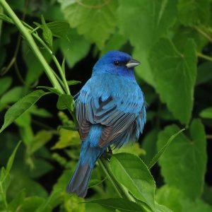 Wildlife like this Indigo Bunting depends on healthy working and natural lands. Photo by Jim White.