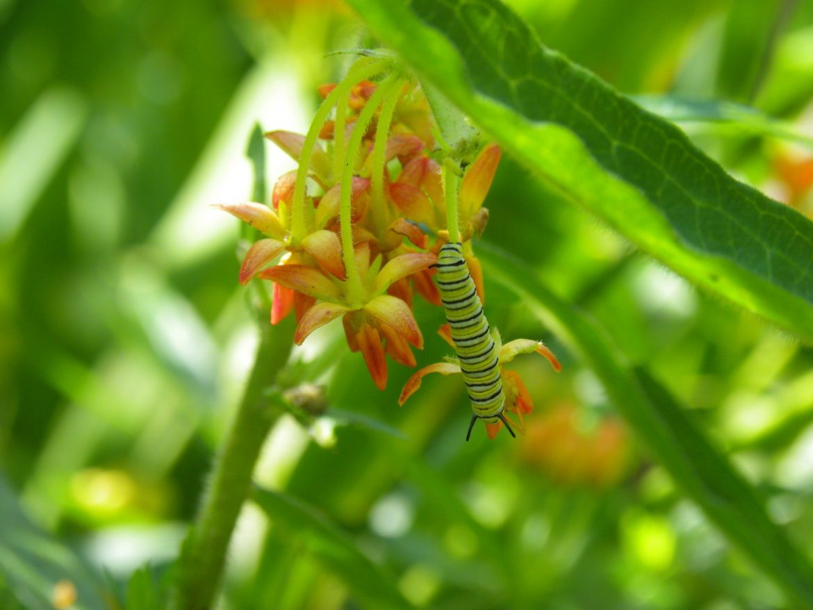 Monarch caterpillar on butterflyweed milkweed