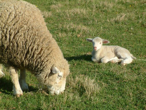 Sheep with lamb sitting - Coverdale Farm's regenerative farming practices