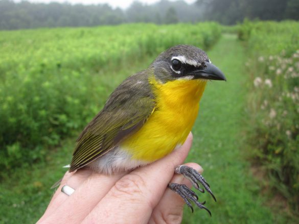 Yellow-breasted Chat song bird