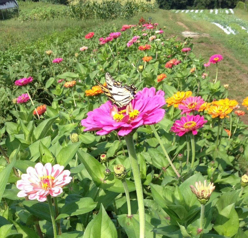 We support pollinators such as monarch butterflies