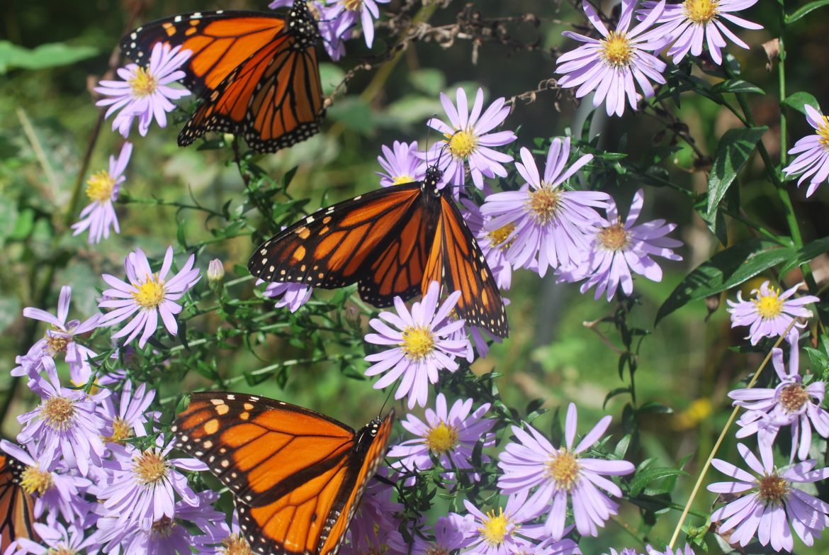 Monarch Butterfly in Autumn in the Ashland Butterfly House by Christi Leeson