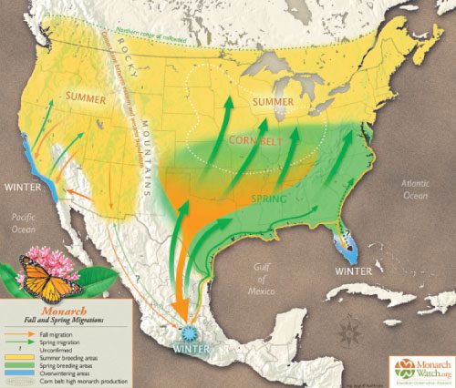 monarch butterfly migration map - support pollinators
