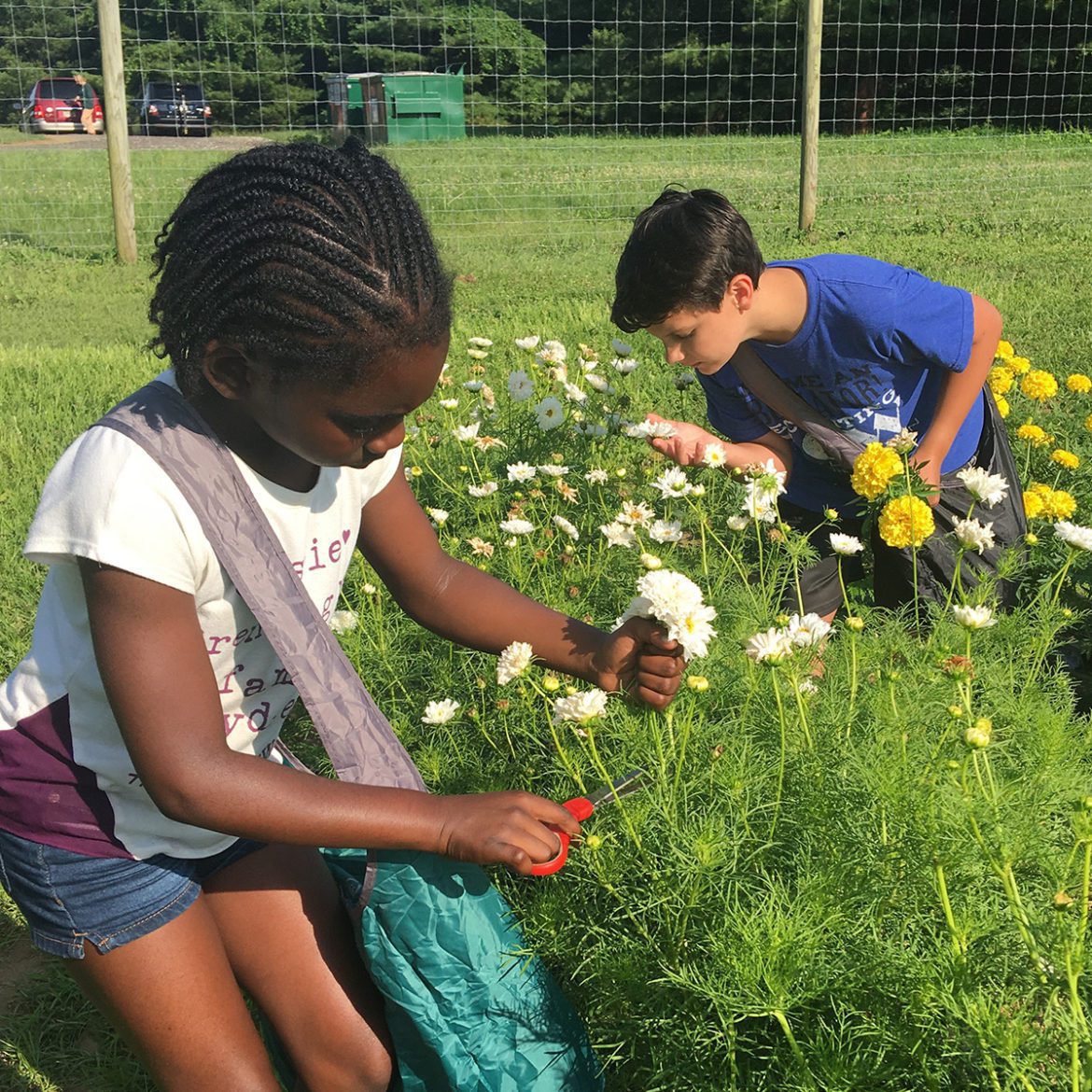 Kids picking flowers Coverdale CSA Farm Market Days