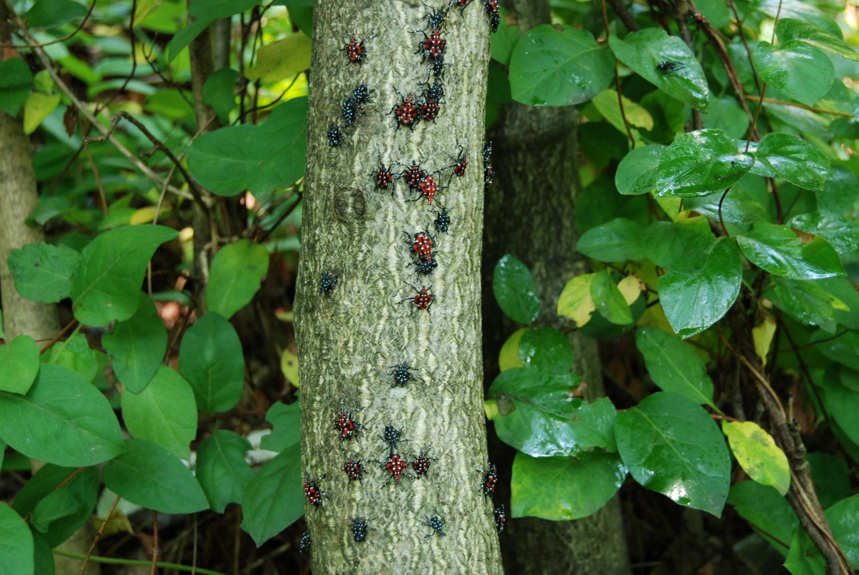 Spotted Lanternfly Nymphs