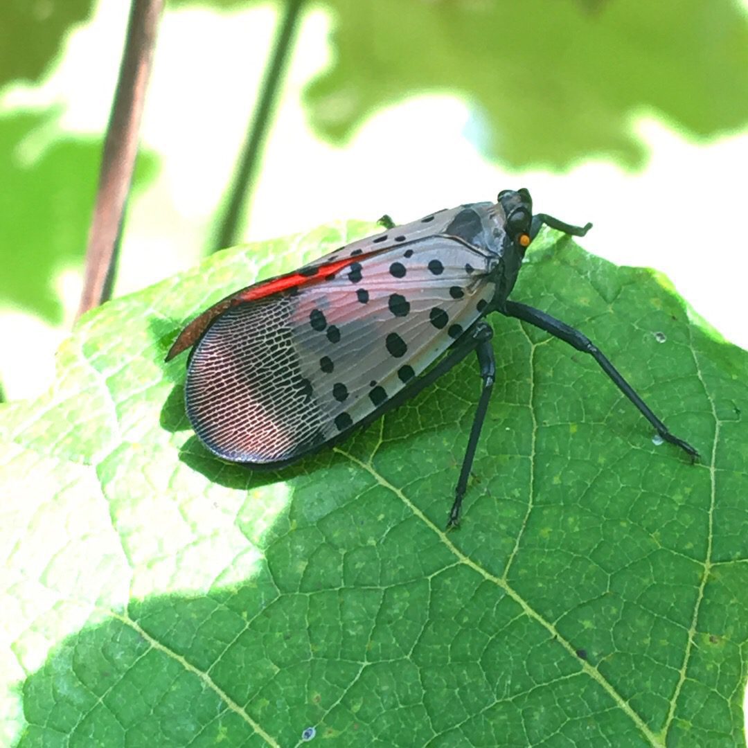 Spotted Lanternfly Adult