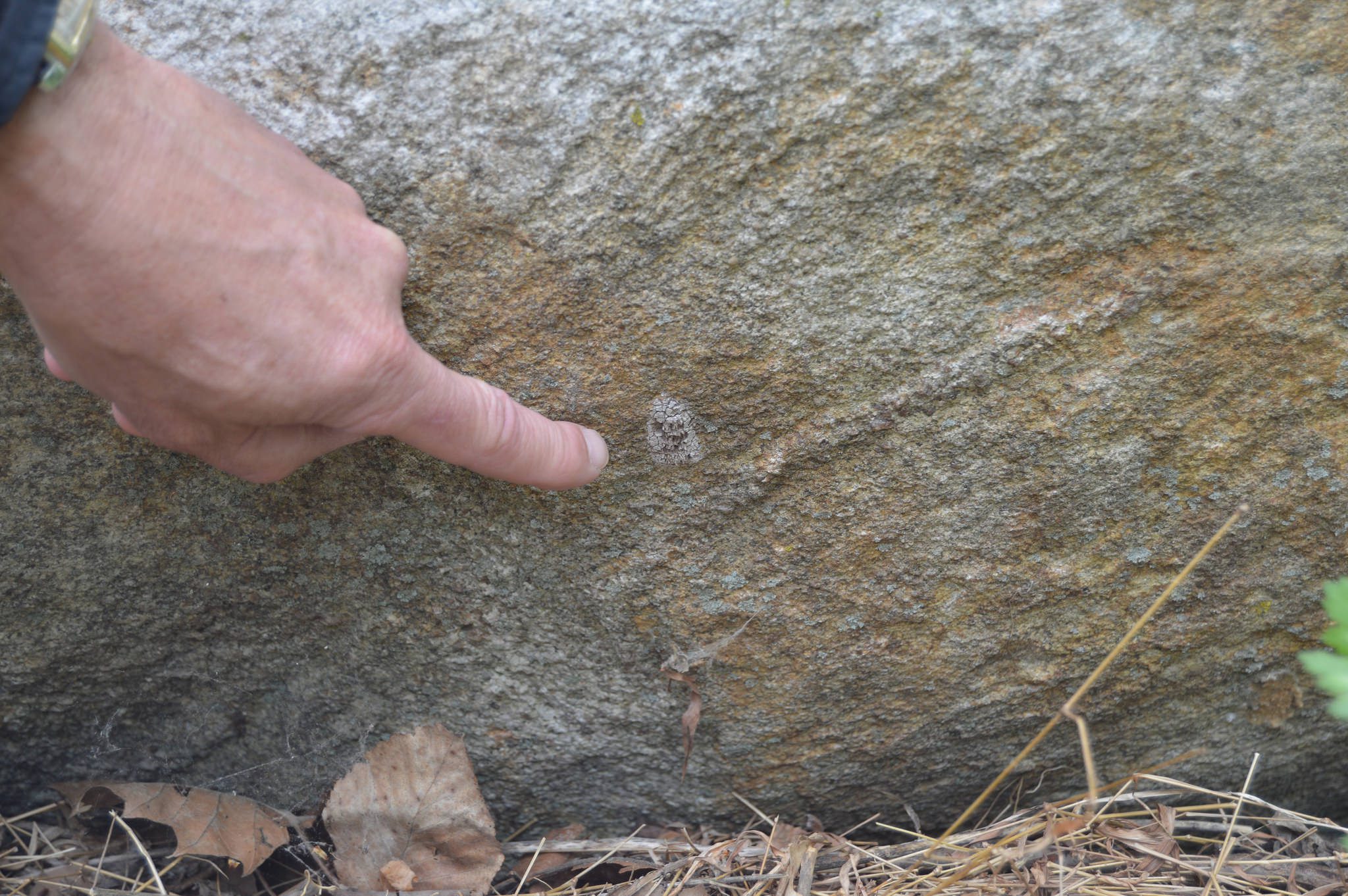 Lanternfly egg mass on a rock