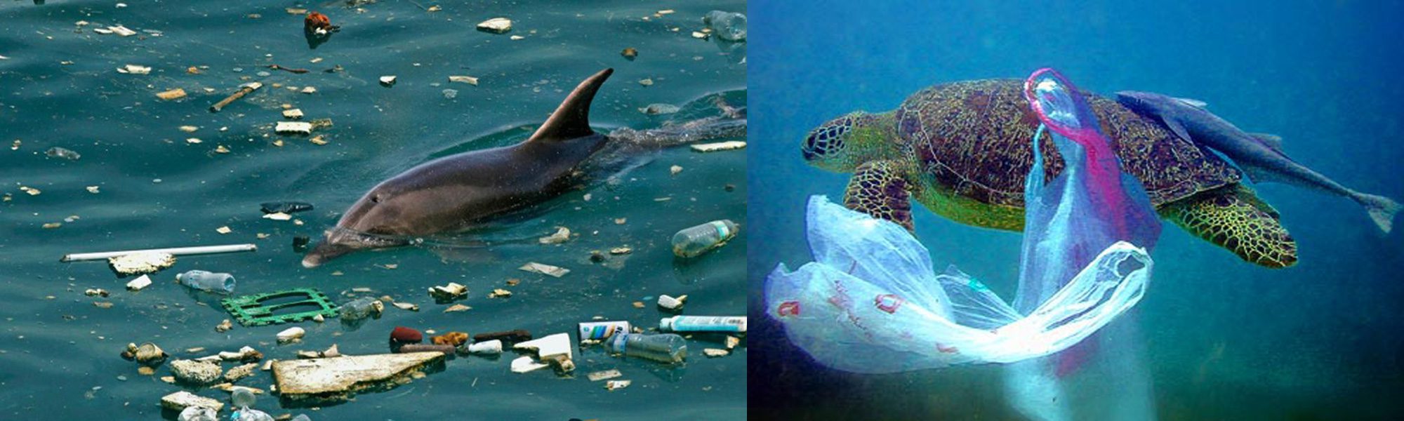 Delaware Bans Plastic Bags Delaware Nature Society