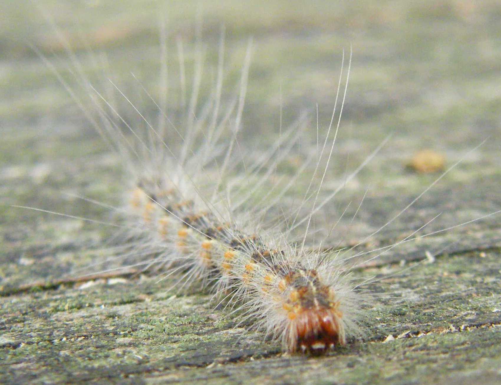Webworm Caterpillar in the Fall