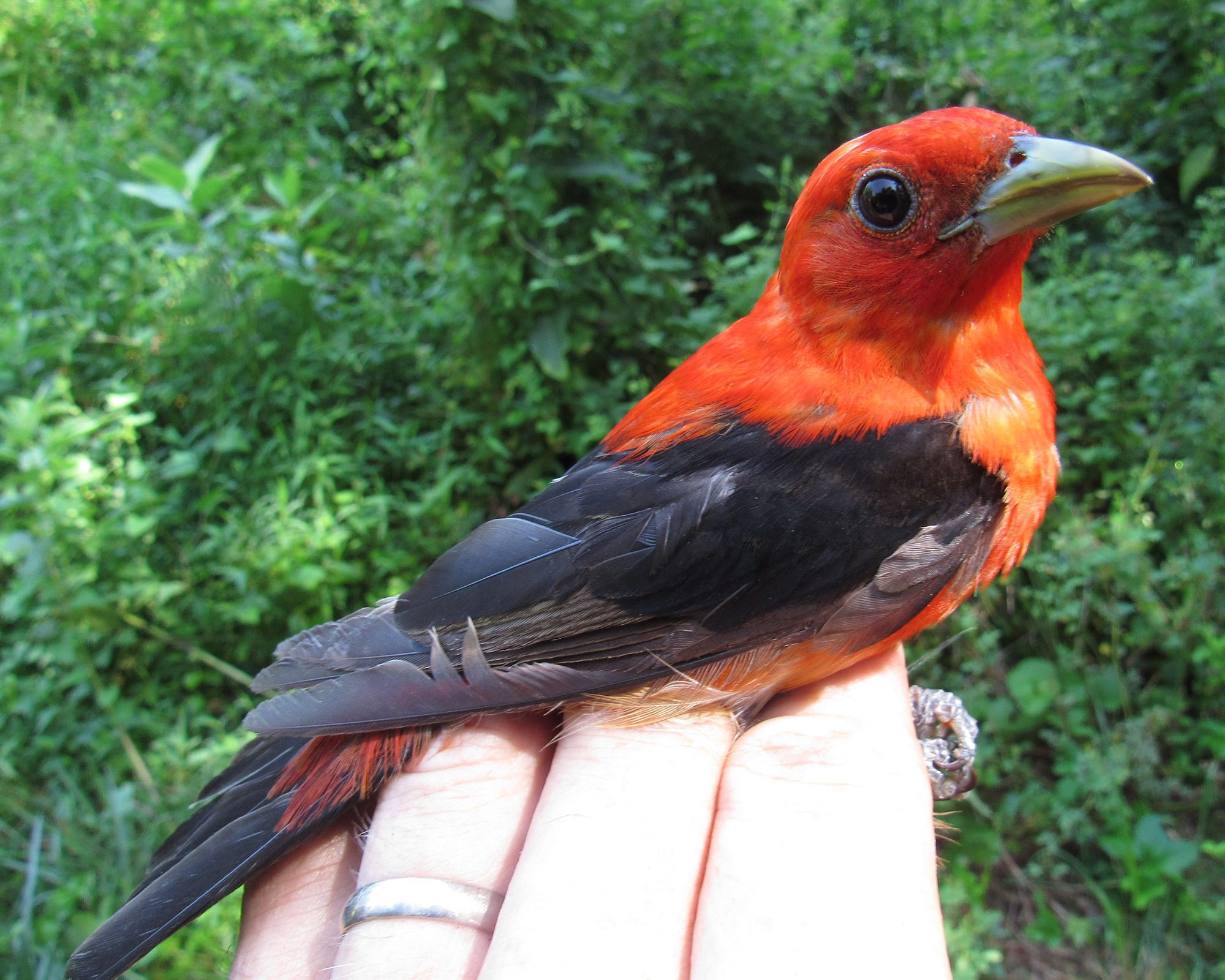 Bird Banding project