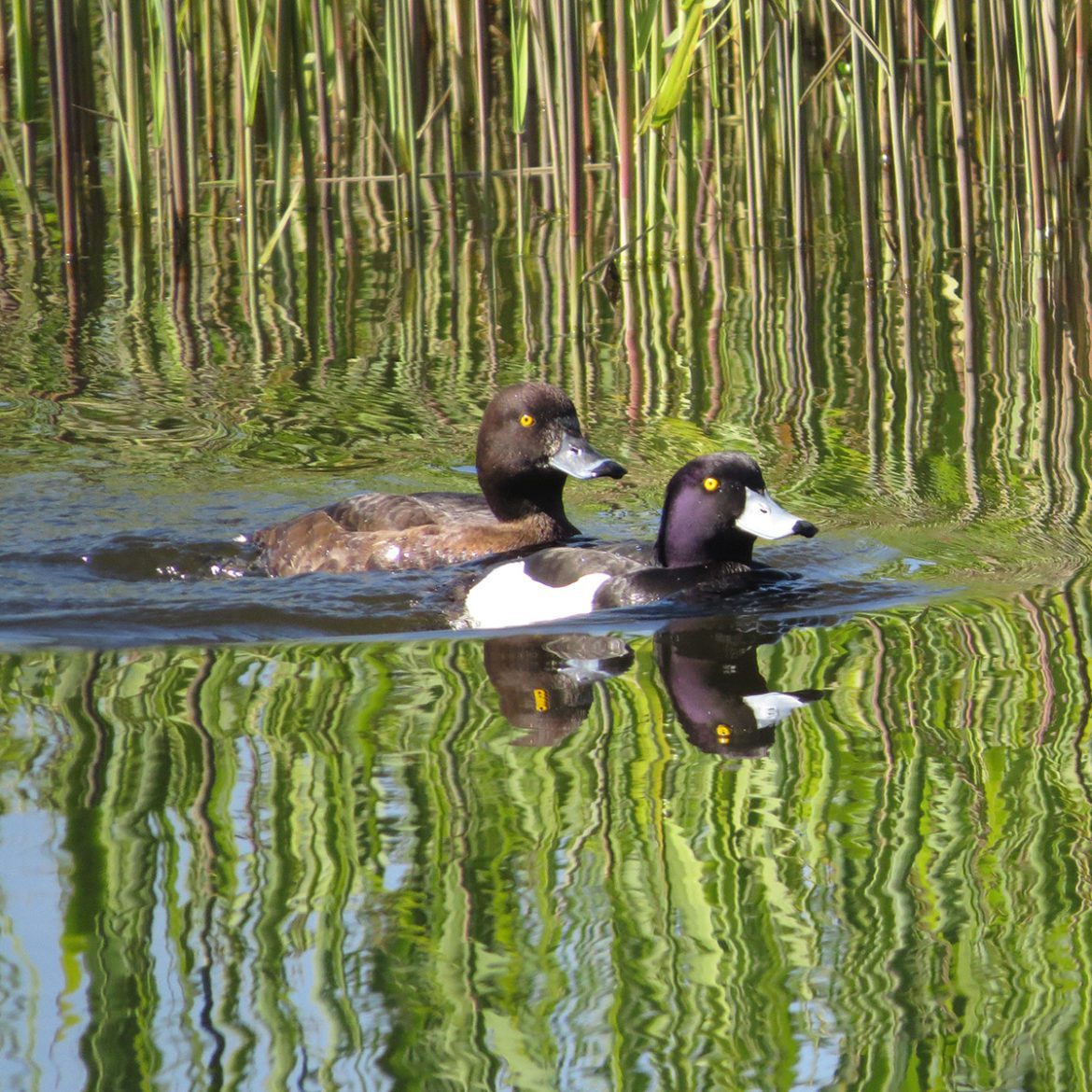 Ducks in Wilmington