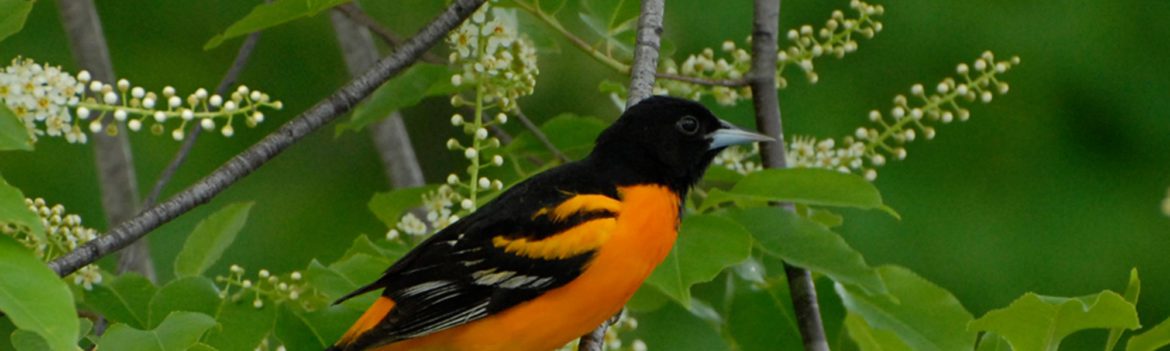 Baltimore Oriole on tree (Prunus serotina) by Tom Davis