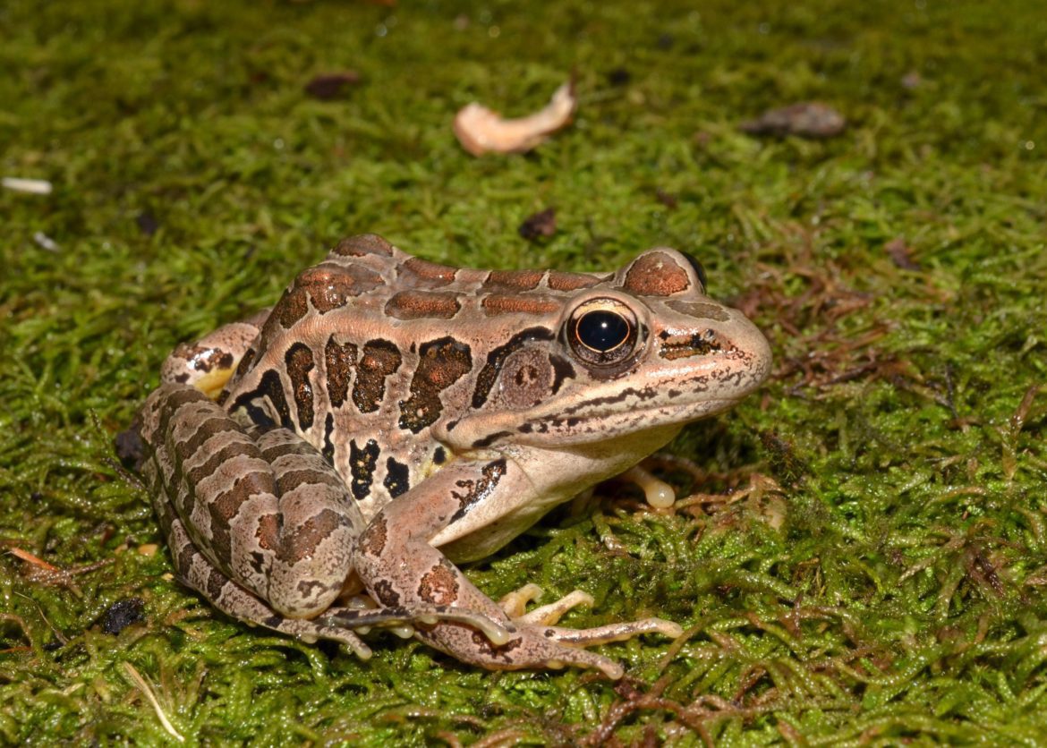 Pickeral Frog dependent on Freshwater Wetlands - photography by Jim White