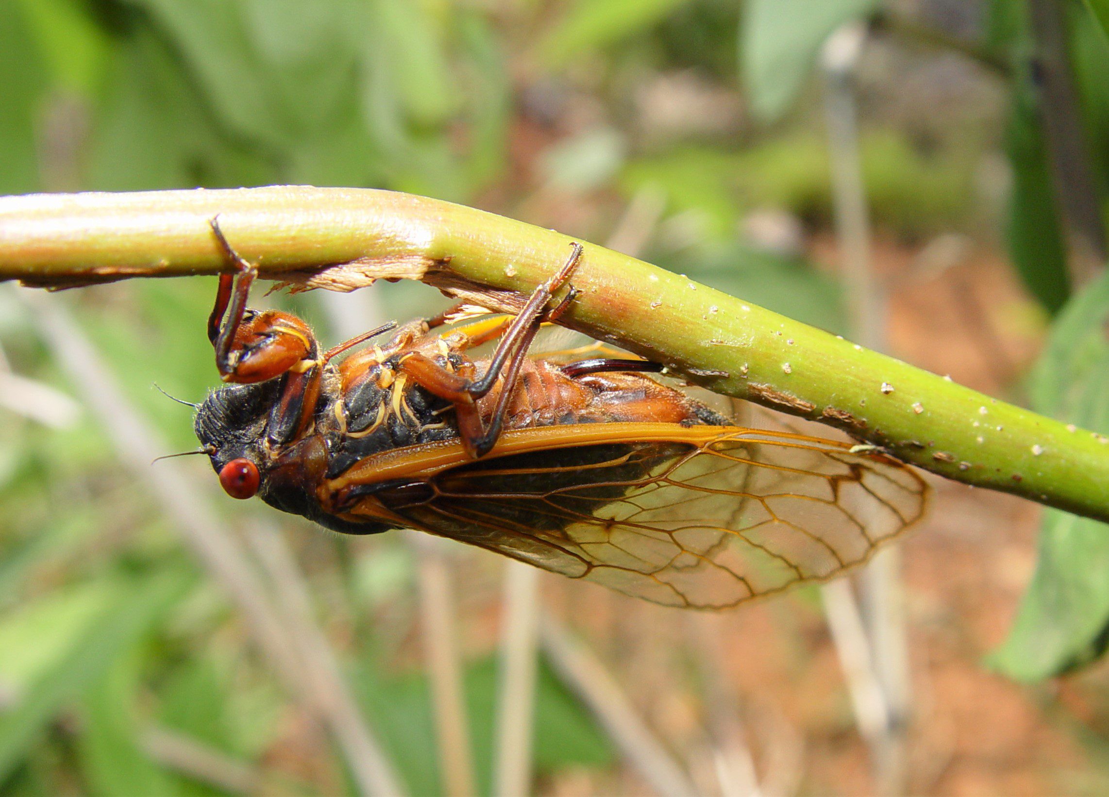 Female Cicada depositing eggs in tree branch
