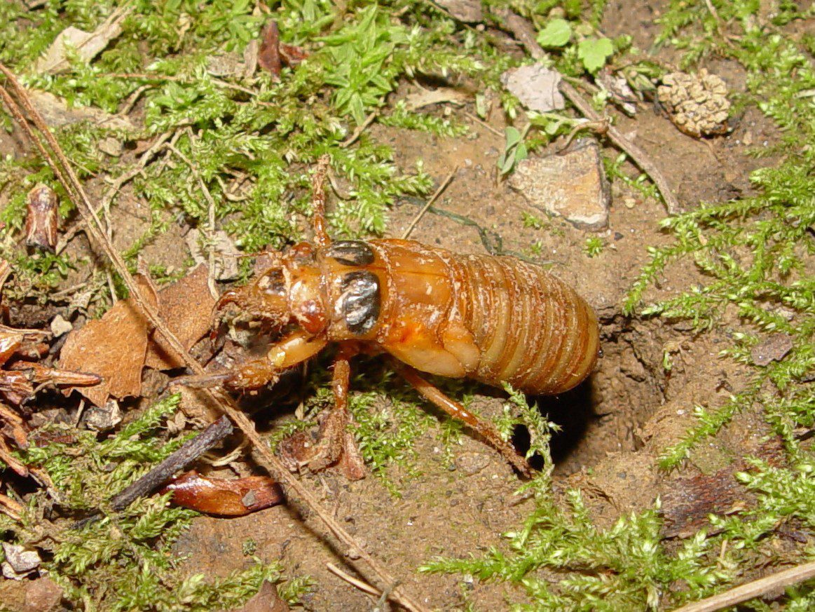 17 Year Cicadas nymphs exit tunnels in ground