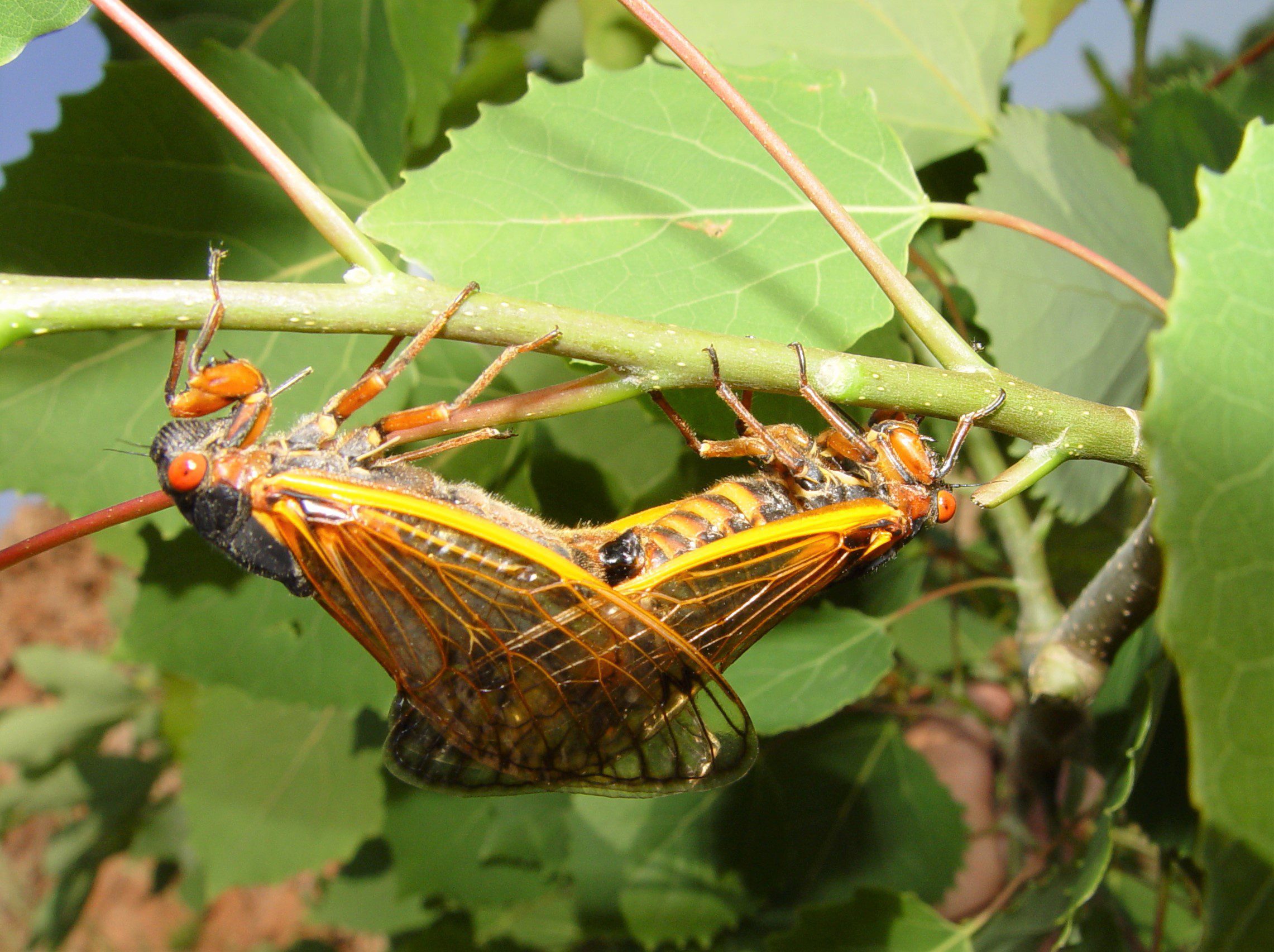 Mating 17 Year Cicadas