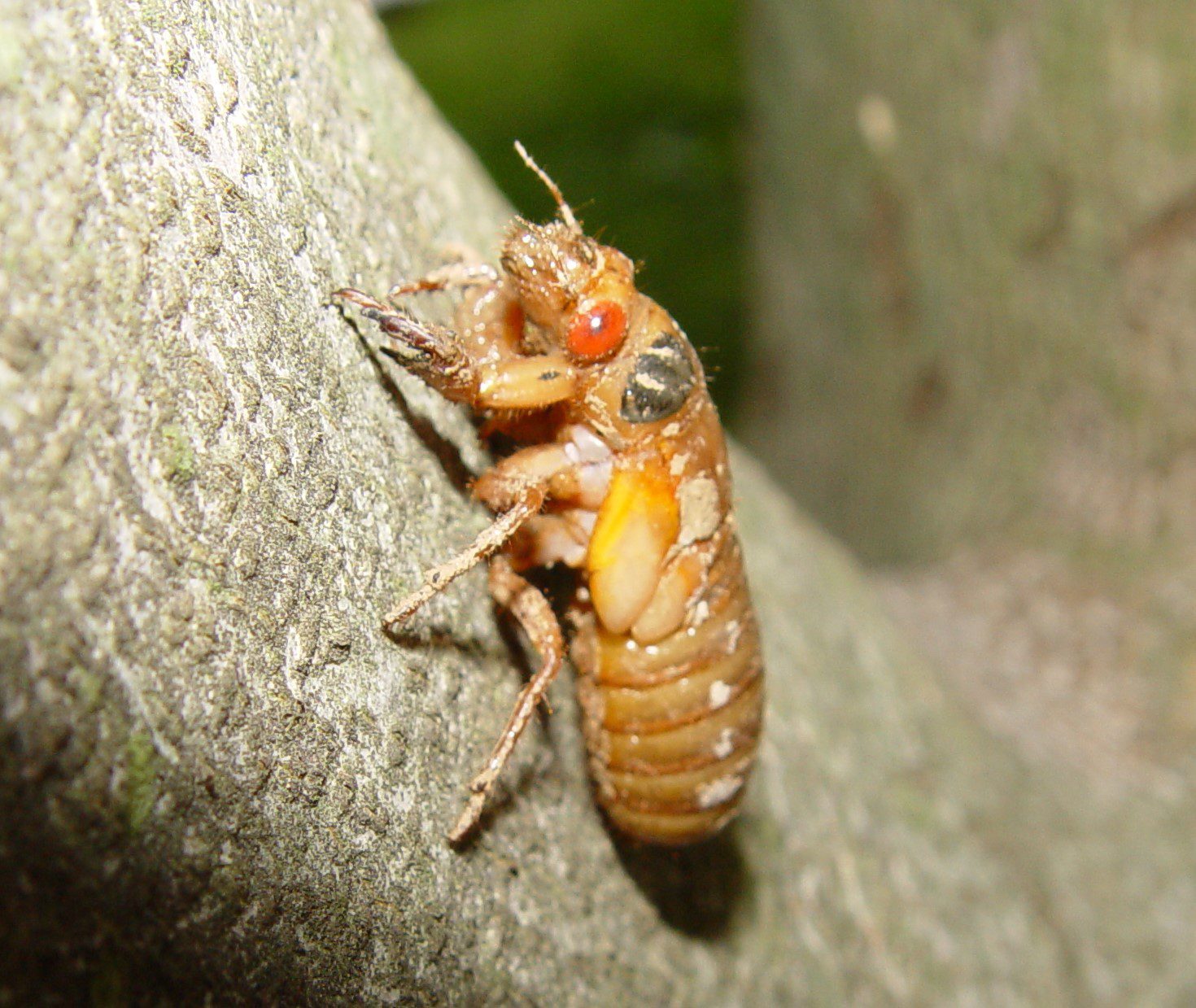 Nymph climbing tree